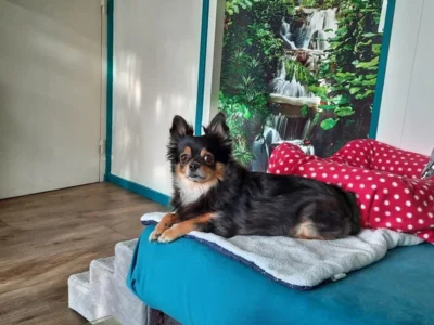 Chihuahua liegt auf seinem Platz (Bild vergr&ouml;&szlig;ern)