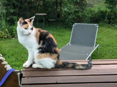 Katze Lara sitzt auf dem Gartentisch (Bild vergr&ouml;&szlig;ern)