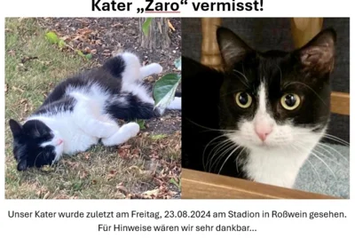 Beide Fotos: Kater Zaro, links auf einer Wiese, Rechts als Nahaufnahme vom Gesicht (Bild vergr&ouml;&szlig;ern)