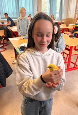 Küken schlüpfen im Klassenzimmer – Biologie wird an der Oberschule Naunhof lebendig (Bild vergr&ouml;&szlig;ern)