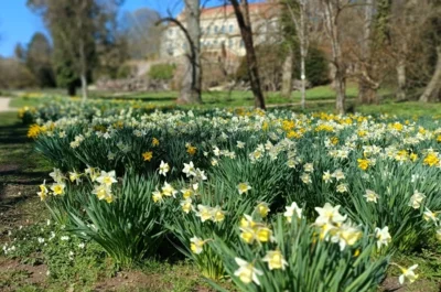 Foto der blühenden Narzissen in einer Aufnahme vom 8. April 2026. (Bild vergr&ouml;&szlig;ern)