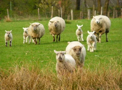 Beweidung auf Streuobstwiese, LPV NOrdwestsachsen (Bild vergr&ouml;&szlig;ern)