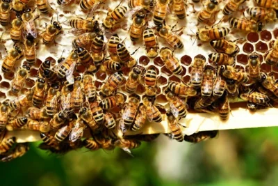 Bienenvolk