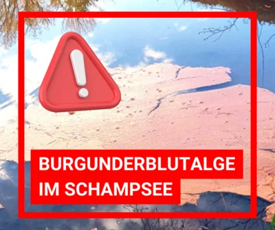 ⚠️ Wichtige Warnmeldung - Burgunderblutalge im Schampsee (Bild vergr&ouml;&szlig;ern)