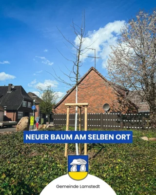 Meldung: Neuer Baum am selben Ort