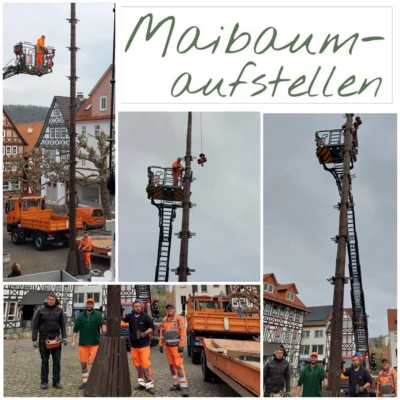 Gemeinsam stellen die Bauhofmitarbeiter mit der städtischen Drehleiter der Feuerwehr und dem Kranwagen der Firma Lehmann den Maibaum auf (Bild vergr&ouml;&szlig;ern)