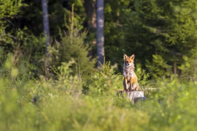 Symbolbild: Fuchs sitzt auf Baumstumpf, Pixabay