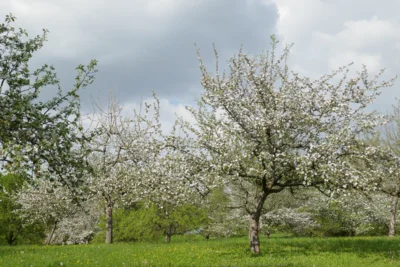 Streuobstwiese_BadAbbach ©Andreas Ehlers_VöF