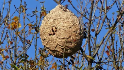 Nest Asiatische Hornisse (Bild vergr&ouml;&szlig;ern)