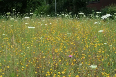 Neue Blühwiese entsteht in Kirchhatten (Bild vergr&ouml;&szlig;ern)