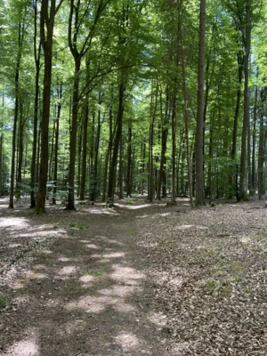 MTB-Tour Eselsweg, Empfehlung von Dieter (Bild vergr&ouml;&szlig;ern)