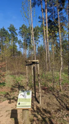 Geschafft! Die neue Espe bereichert ab sofort den Naturlehrpfad und informiert Wanderer auf der neuen Tafel über ihre Besonderheiten (Bild vergr&ouml;&szlig;ern)