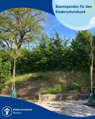 2 neue Maulbeerbäume (Bild vergr&ouml;&szlig;ern)