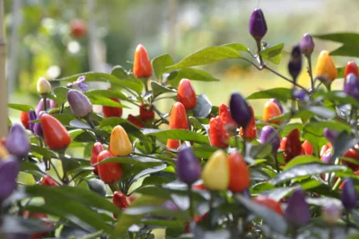 Wer einen so reichen Fruchtansatz möchte, sollte wärmebedürftige Arten wie Chili, Tomaten und Paprika nicht vor den Eisheiligen auspflanzen. (Bild vergr&ouml;&szlig;ern)