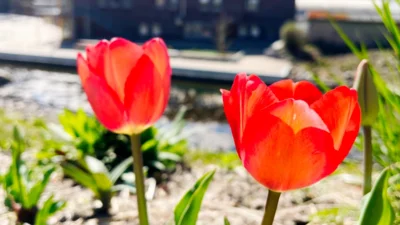 Live-Musik im Tierpark – Frühlingsklänge zum 1. Mai (Bild vergr&ouml;&szlig;ern)