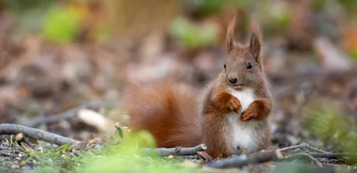 Das Eichhörnchen (Foto: Ingolf König) (Bild vergr&ouml;&szlig;ern)