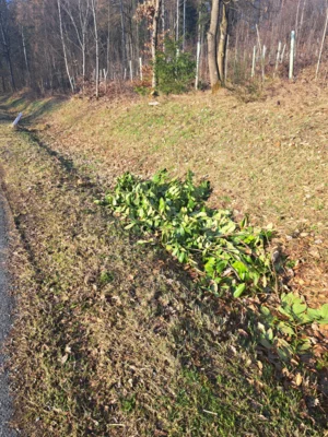 Wilde Ablagerung in der Gemarkung Bad Sooden-Allendorf (Foto: Gabriele Maxisch) (Bild vergr&ouml;&szlig;ern)