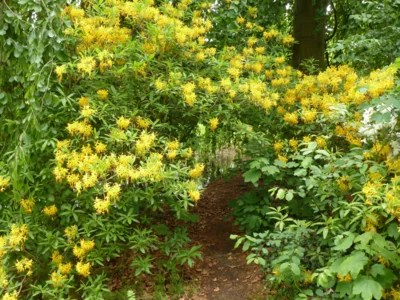 Ein Traum in Gelb: Azaleenblüten duften um die Wette. (Bild vergr&ouml;&szlig;ern)