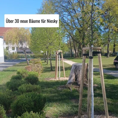 Baumpflanzung Niesky (Bild vergr&ouml;&szlig;ern)