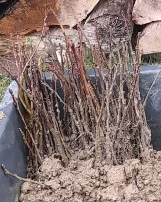 Meldung: Unser Wald