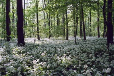 Der Leipziger Auwald im Frühling mit Bärlauch in voller Blüte. Foto: Auwaldstation Leipzig (Bild vergr&ouml;&szlig;ern)