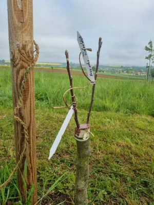 Pfropfversuch auf der Merzhäuser Streuobstwiese gestartet