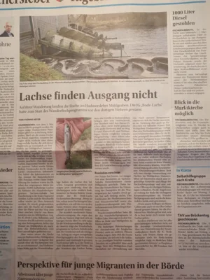 Vorschaubild zur Meldung: Ursachen für das Smolt-Desaster seit langem erwartbar!