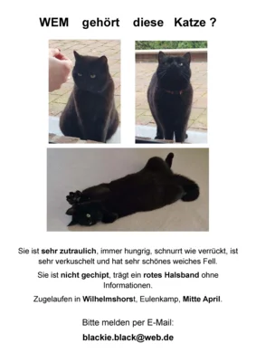 Wer vermisst diese Katze? (Bild vergr&ouml;&szlig;ern)
