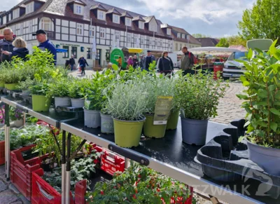 Der PriMa-Treff Salat- und Kräutermarkt hatte viel mehr zu bieten als nur Grünes. Foto: Stadt Pritzwalk (Bild vergr&ouml;&szlig;ern)