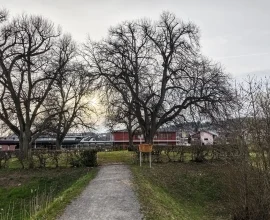 Limbach, 1.000 Jahr-Feier (Bild vergr&ouml;&szlig;ern)