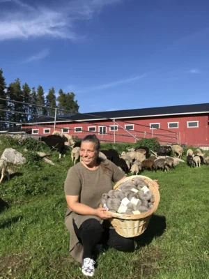 Meldung: From farm to yarn – Finnish wool producer applies fully circular model