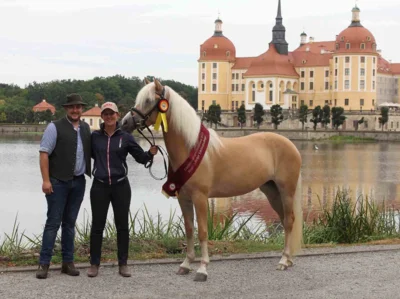 Meldung: Bundesstutenschau für Haflinger und Edelbluthaflinger in Moritzburg 2026