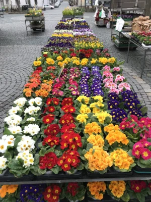 Blumenpflanzaktion auf dem Wunsiedler Wochenmarkt am 23. Mai 2026