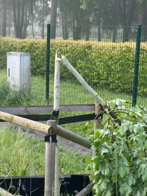 Zuletzt wurden zwei neu gepflanzte Bäume im Packhofstrang sowie im Düsterweg zerstört I Foto: Stadt Wittenberge (Bild vergr&ouml;&szlig;ern)
