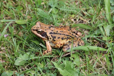 Grasfrosch auf einer Wiese. Foto von runeuk auf Pixabay. (Bild vergr&ouml;&szlig;ern)