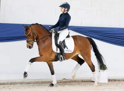 Ungebremster Run auf Reitponys: 93 % Verkaufsquote bei Mai-Auktion