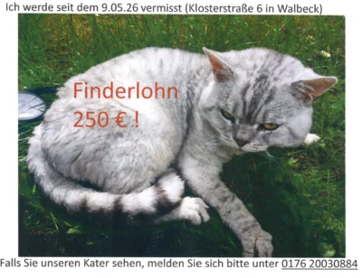 Meldung: Kater aus Walbeck vermisst