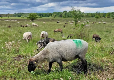 Foto: Schafe am Flugfeld © Gemeinde Rangsdorf Foto zur Meldung: Achtung: Schafe und ihre Schutzhunde