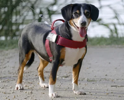 Hinweis zur Hundesteuerpflicht (Bild vergr&ouml;&szlig;ern)