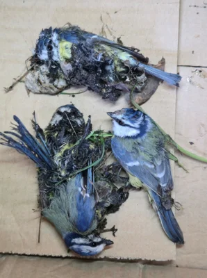 An einer Leimfalle für Insekten festgeklebte Blaumeisen (Bild vergr&ouml;&szlig;ern)