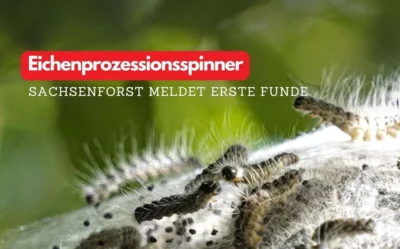 Eichenprozessionsspinner - Warnung
