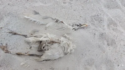 Foto: (Foto: Amt FA Andreas Hansen) Foto zur Meldung: Geflügelpest: Aufhebung der Aufstallungspflicht in Nordfriesland