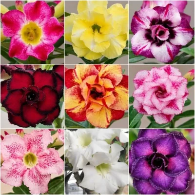 Gepfropfte Wüstenrosen - neue Farben! (Bild vergr&ouml;&szlig;ern)