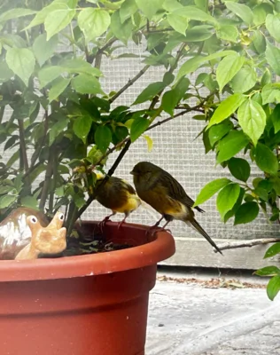 Kanarienvögel haben sich gut eingelebt (Bild vergr&ouml;&szlig;ern)