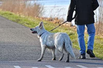 Infos für Hundehalter (Bild vergr&ouml;&szlig;ern)
