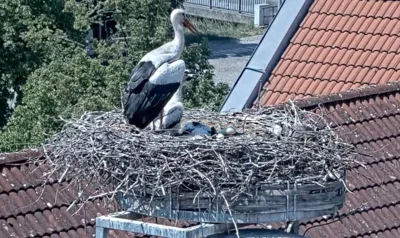 Unglück beim Storchennachwuchs