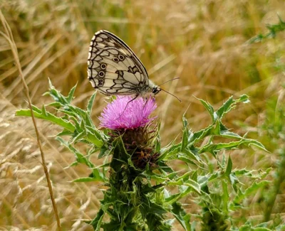 Naturparktage Respekt fürs Insekt