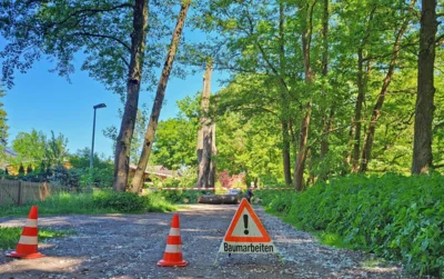 Baumfällarbeiten am Wiesengrund © Gemeinde Rangsdorf - AL22 (Bild vergr&ouml;&szlig;ern)