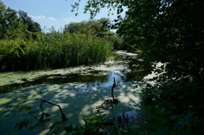 Ein mit Schilf bestandenes Gewässer, Foto: Auwaldstation Leipzig (Bild vergr&ouml;&szlig;ern)