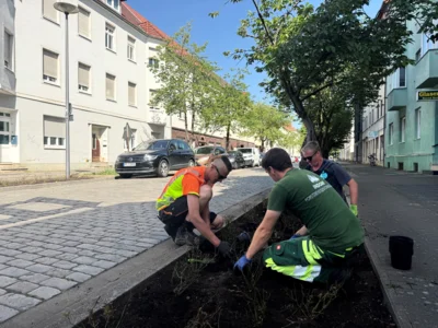 Der Stern und die einmündenden Straßen werden derzeit neu beflanzt I Foto Martin Ferch (Bild vergr&ouml;&szlig;ern)